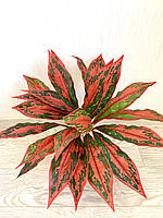 Штучна рослина для декору - Аглонема, фото 3