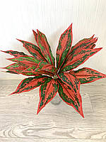 Штучна рослина для декору - Аглонема, фото 2