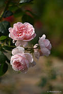 Саджанці троянди "Сіндерелла", фото 4