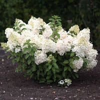 Гортензія волотиста Бобо / Hydrangea pan. 'Bobo' С10/ Н 40-60