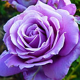 Роза Майнцер Фастнахт (Mainzer Fastnacht) ч/г гор 4л, фото 4