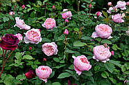 Саджанці троянди "Алнвік", фото 4