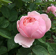 Саджанці троянди "Алнвік", фото 3