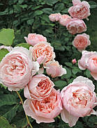 Саджанці троянди "Алнвік", фото 2