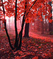 Фотообои флизелиновые 3D Природа 225х250 см Красный лес (MS-3-0095) Лучшее качество