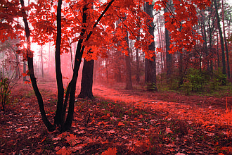 Фотошпалери флізелінові 3D Природа 375х250 см Червоний ліс (MS-5-0095) Найкраща якість