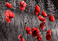 Флизелиновые фото обои цветы на черном фоне 254x184 см Красные маки (11763V4) Лучшее качество