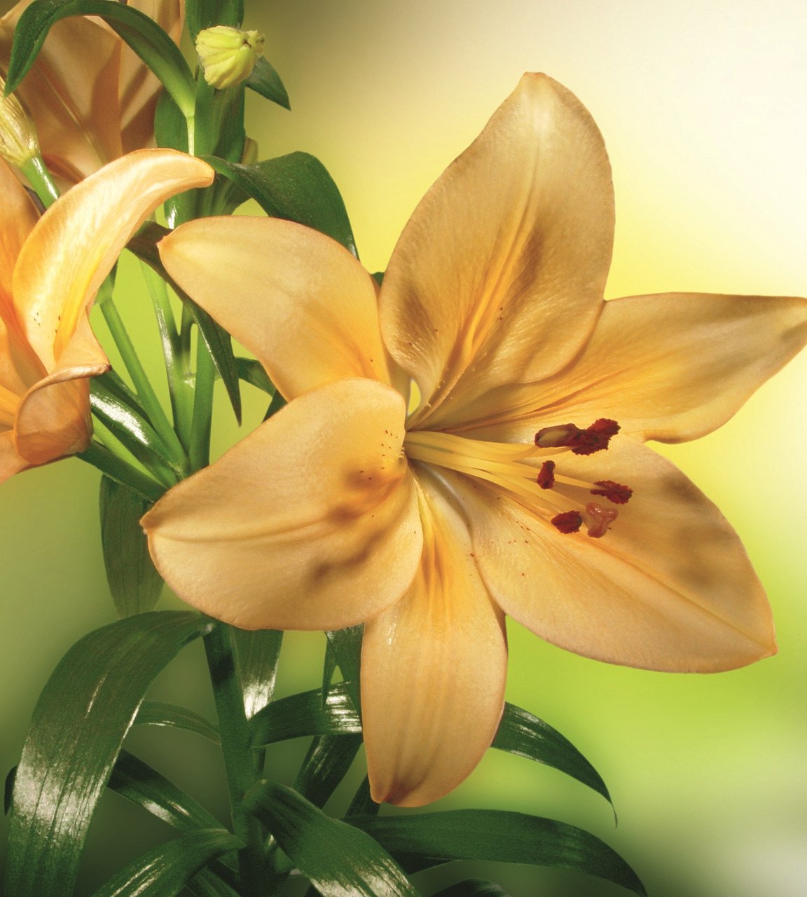 Фотошпалери флізелінові 3D Квіти 225х250 см Жовті лілії (MS-3-0139) Найкраща якість