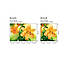 Фотошпалери флізелінові 3D Квіти 225х250 см Жовті лілії (MS-3-0139) Найкраща якість, фото 2
