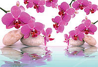 Флизелиновые светлые 3D фотообои 368х254 см Цветы орхидеи и камни на воде (151V8) Лучшее качество
