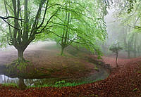 Фотообои 3D природа 368х254 см Wizard+Genius Мистический лес (5079-4P-1) Лучшее качество