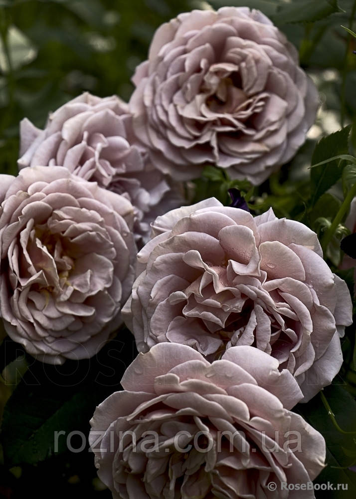 Саженцы розы "Коко Локо" - фото 1 - id-p725431373