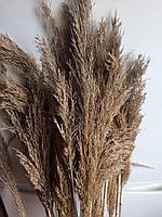 Тростник пшенично-песочный натуральный цвет, 10см соцветие выс, 60см, сухоцветы