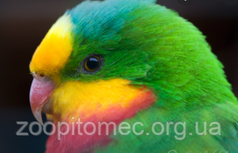 Роскошный барабандов, щитовидный попугай (Polytelis swainsonii) - фото 7 - id-p4695066