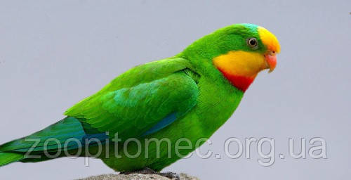 Роскошный барабандов, щитовидный попугай (Polytelis swainsonii) - фото 9 - id-p4695066