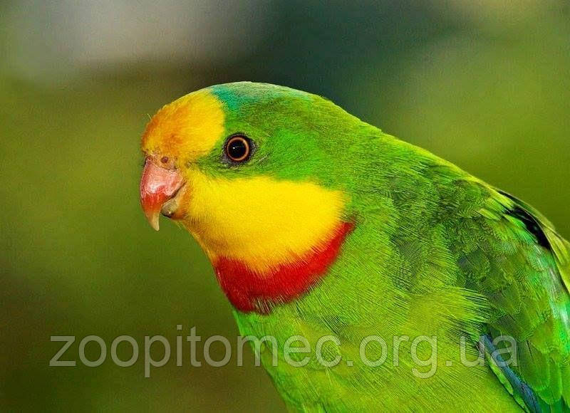 Роскошный барабандов, щитовидный попугай (Polytelis swainsonii) - фото 10 - id-p4695066