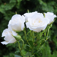 Троянда Невета (Bride) сажанець