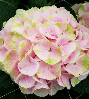 Гортензія крупнолисна Меджікал Блоссом \ Hydrangea Magical Blossom (саджанці 3 роки ), фото 1