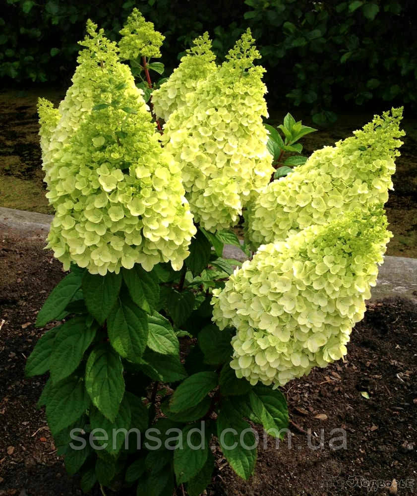 Гортензія волотиста "Меджікал Кіліманджаро" \ Hydrangea Magical Kilimangaro (саджанці 3 роки С5л )