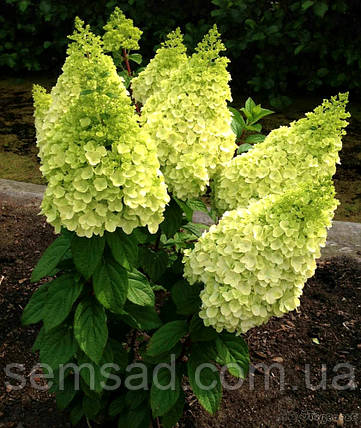 Гортензія волотиста "Меджікал Кіліманджаро" \ Hydrangea Magical Kilimangaro (саджанці 3 роки С5л ), фото 1