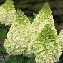 Гортензія волотиста "Меджікал Кіліманджаро" \ Hydrangea Magical Kilimangaro (саджанці 3 роки С5л ), фото 3