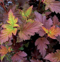 Пухироплідник калинолистий Center Glow