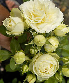 Саджанці троянди "Лемон Рококо"
