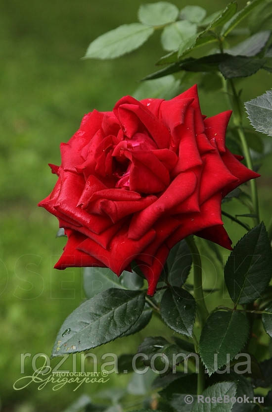 Саженцы розы "Ингрид Бергман" - фото 1 - id-p1217447077