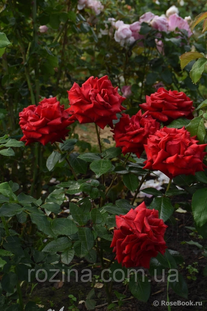 Саженцы розы "Ингрид Бергман" - фото 6 - id-p1217447077