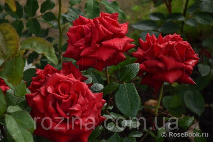Саженцы розы "Ингрид Бергман" - фото 5 - id-p1217447077