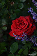 Саджанці троянди "Інгрід Бергман", фото 2