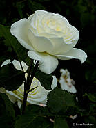 Саджанці троянди "Ірина", фото 2