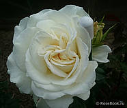 Саджанці троянди "Ірина", фото 5