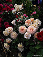 Саджанці троянди "Гроссгерцогіня Луїза", фото 2