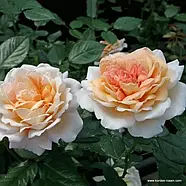 Саджанці троянди "Гроссгерцогіня Луїза", фото 3