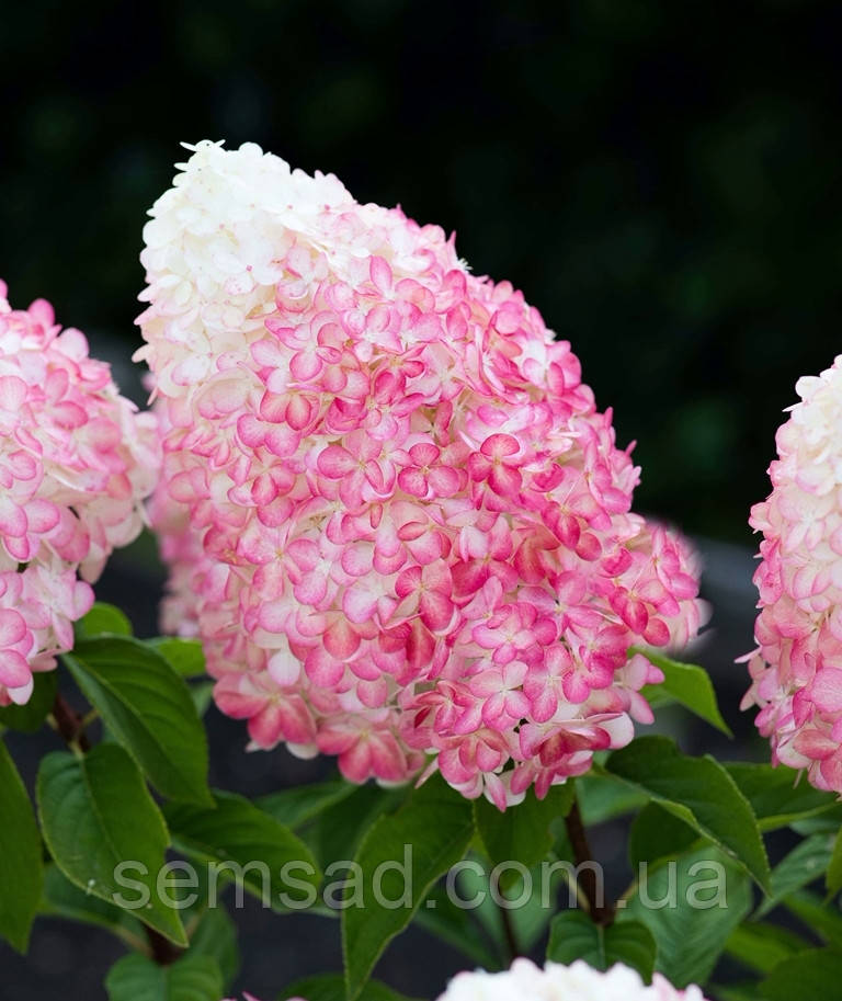 Гортензія волотиста Ливинг Пінк енд Роуз \ Hydrangea Living Pink & Rose (саджанці 2 роки) Новинка