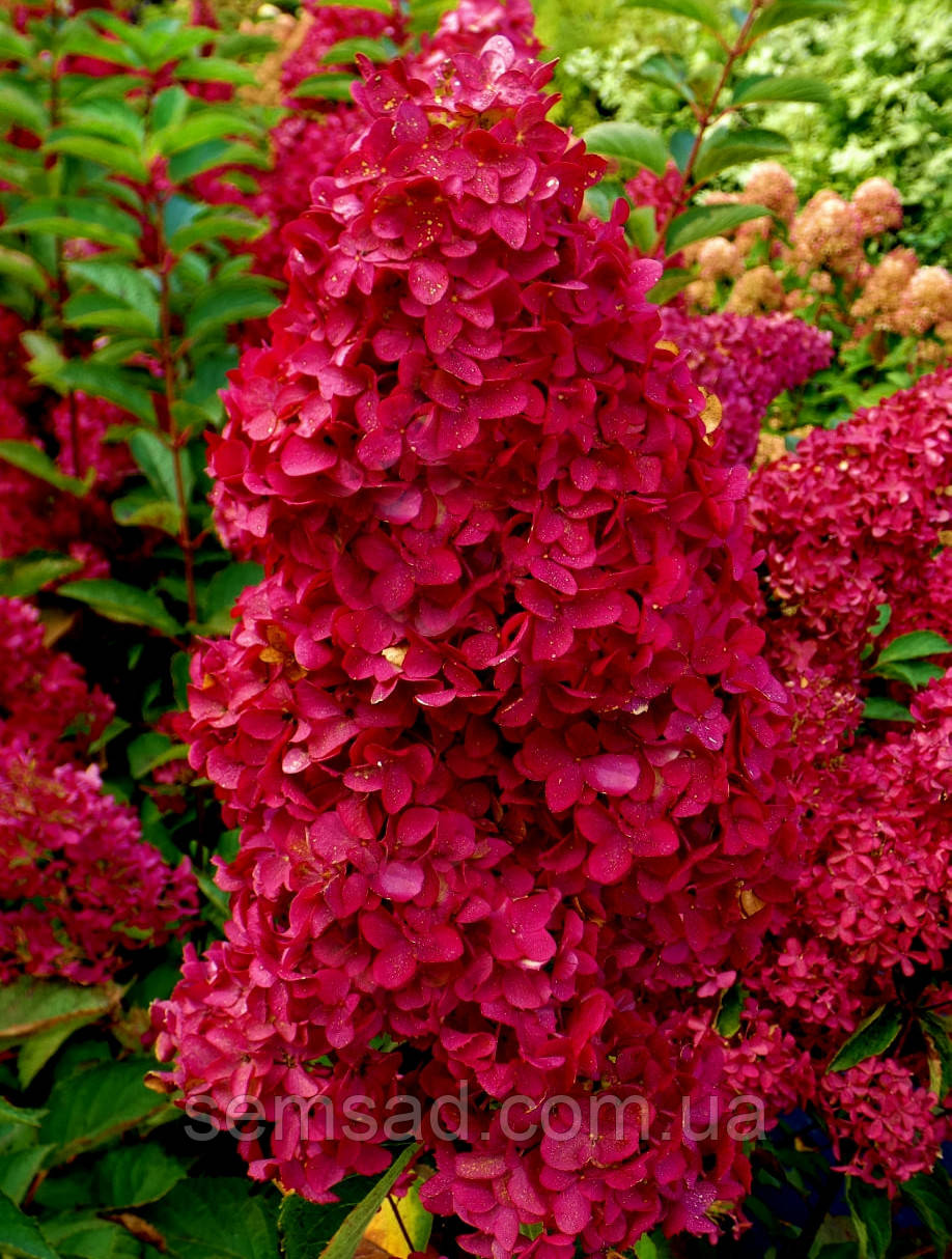 Гортензія волотиста Ливинг Страуберрі Блоссом \ Hydrangea Strawberry Blossom® (саджанці 2 роки ) Новинка
