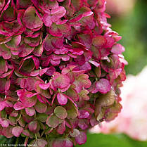 Гортензія метильчаста Лівінг Пінкі Проміс \ Hydrangea Living Pinky Promise ( саджанці 3 роки С5л ) Новинка, фото 3