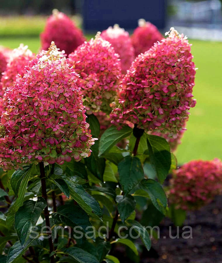 Гортензія волотиста Ливинг Пінкі Проміс \ Hydrangea Living Pinky Promise (саджанці 2 роки) Новинка