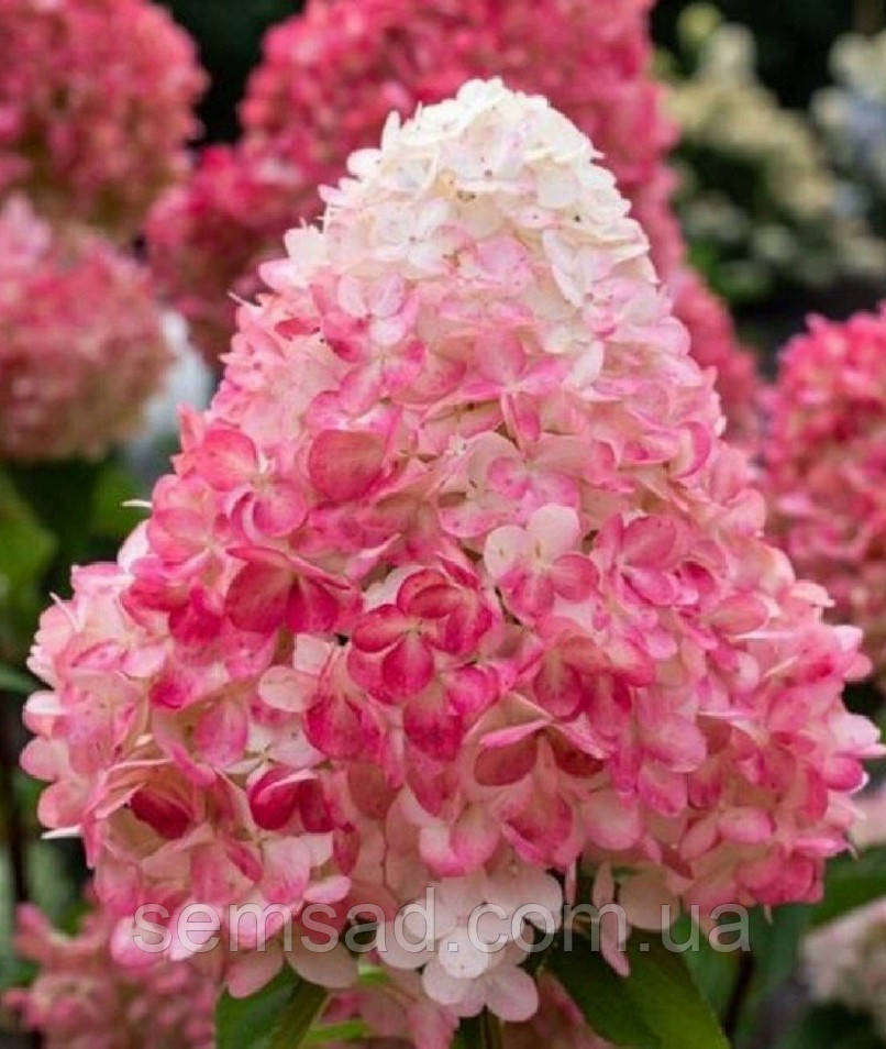 Гортензія волотиста Ливинг Распберрі Пінк \ Hydrangea Living Raspberry Pink (саджанці 2 роки) Новинка