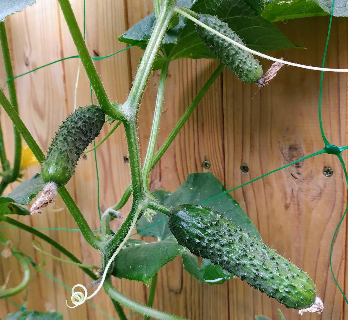 Насіння огірка Дункан F1 50 насінин, фото 1