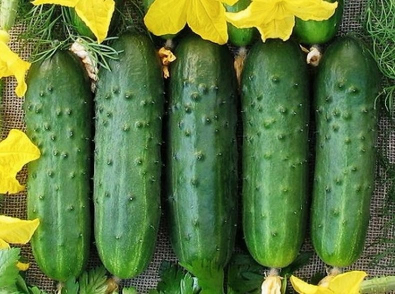 Насіння огірка Ракета F1 50 насінин, фото 1