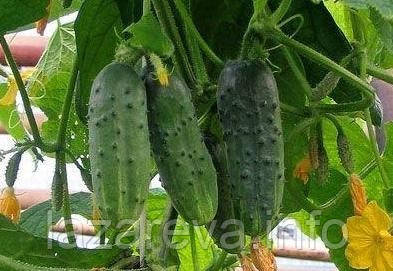 Насіння огірка Шах F1 10 нас, фото 1
