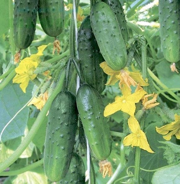 Насіння огірка Супергерой F1 10 шт, фото 1