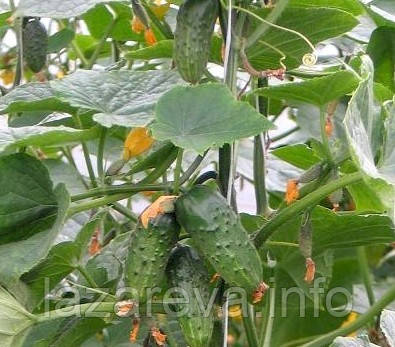 Насіння огірка Фідель F1 50 нас, фото 1