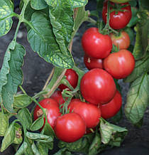 Насіння томату Насіння від Лазарєвих Егоїст F1 10 насінин