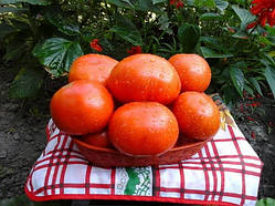 Насіння томату Фурор F1 10 насінин