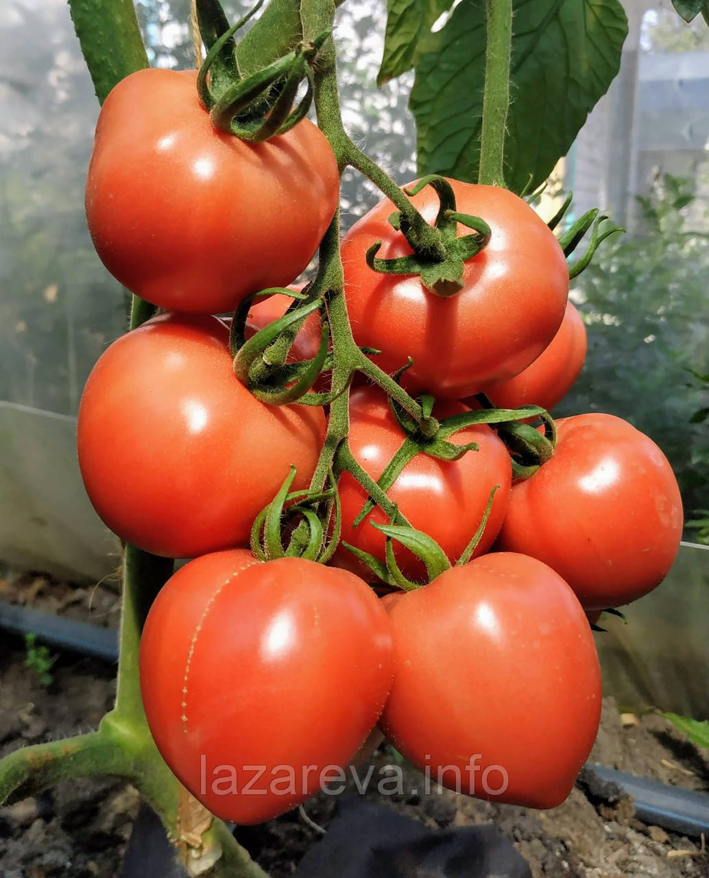 Насіння томату Насіння від Лазарєвих Маячок F1 10 насінин