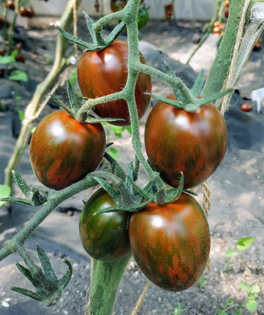 Насіння томату Лімпопо F1 10 шт, фото 1