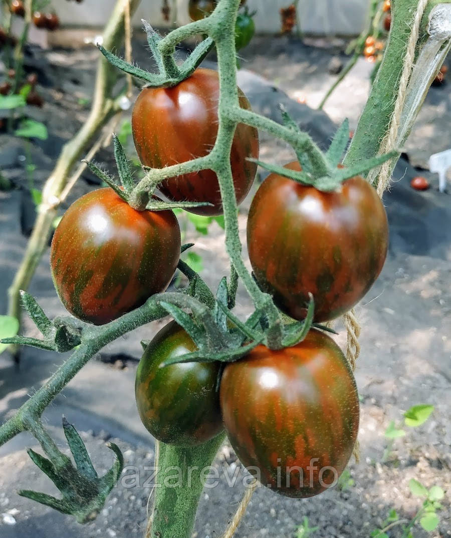 Насіння томату Насіння від Лазарєвих Лімпопо F1 10 насінин